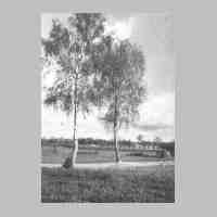 002-0008 Birken an der Strasse nach Asslacken.jpg
